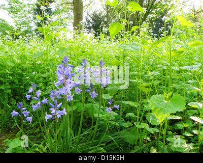 kleine Ansammlung von Glockenblumen, Scilla non Scripta liliaceae Stockfoto