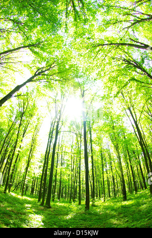 atemberaubende Aussicht wie die Sonne scheint durch den Wald an einem nebligen Tag Stockfoto