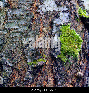 Nahaufnahme von Kirschbaum-Rinde als interessante Hintergrundinformationen Stockfoto