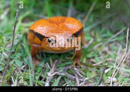 Tomatenfrosch Stockfoto