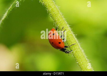 Marienkäfer sitzt auf dem Grashalm Stockfoto