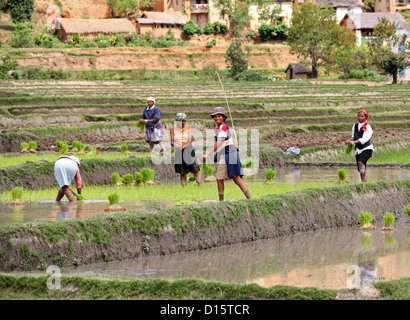 Madagassischen Frauen Pflanzen Reis in Reisfeldern in der Nähe von Ambositra, Madagaskar, Afrika. Stockfoto