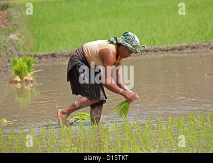 Madagassischen Frau pflanzt Reis in Reisfeldern in der Nähe von Ambositra, Madagaskar, Afrika. Stockfoto