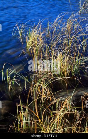 Entlang der Kante des Strbske Pleso in der Tatra-Region der Slowakei Grass Stockfoto