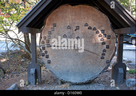 Baumring-Datierung auf eine Douglas-Tanne. Stockfoto