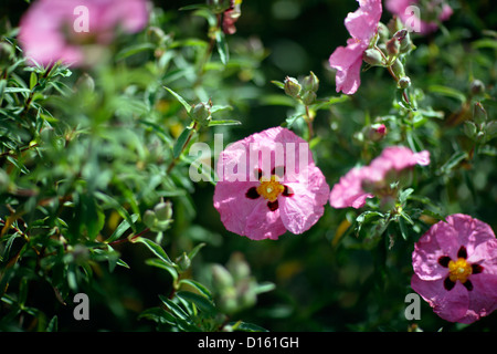 Cistus Rock rose, rose Sonne Stockfoto