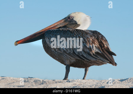Brauner Pelikan (Pelecanus Occidentalis) Galapagos-Inseln, Ecuador Stockfoto