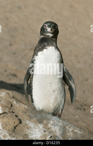 Galápagos-Pinguin (Spheniscus Mendiculus) Isabela Island, Galapagos Stockfoto