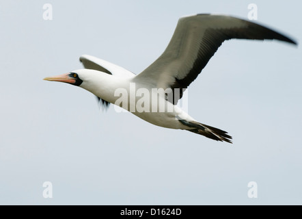 Nazca Booby (Sula Granti) während des Fluges, Genovesa Island, Galapagos, Ecuador Stockfoto