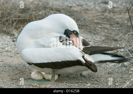 Nazca Booby (Sula Granti) putzen während auf zwei Eiern, Genovesa (Turm) Insel, Galapagos-Inseln, Ecuador Stockfoto