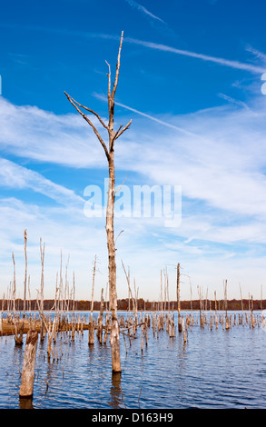 Eine Reihe von toten Bäumen stehend aus dem Wasser in ein reservoir Stockfoto