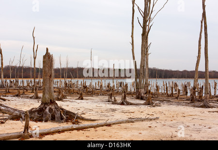 Tote Bäume im Wald rund um einen See mit niedrigem Wasserstand Stockfoto