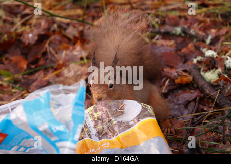 Eichhörnchen (Sciurus Vulgaris) nehmen Mutter aus einer Tasche, Highlands, Schottland, Großbritannien Stockfoto