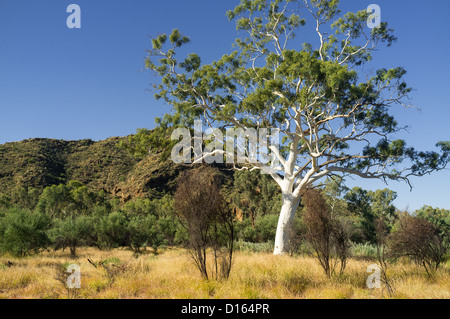 Giant ghost Gum in der Nähe von Trephina Gorge im East MacDonnell Ranges östlich von Alice Springs, im Roten Zentrum des Northern Territory im Outback Australien Stockfoto