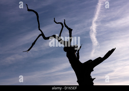 Abstraktes Bild, toter Baum Silhouette gegen blauen Himmel mit Cirruswolken und Wasserdampf Trail, Leicestershire, UK Stockfoto