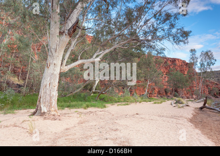 Schroffe Klippen und Ghost Gummis in der Trephina Gorge im Osten MacDonnell Ranges in der Nähe von Alice Springs, Northern Territory in das Rote Zentrum von Australien Stockfoto