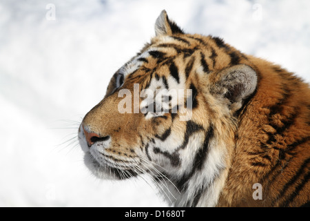 Sibirische Tiger (Panthera Tigris Altaica) Porträt im winter Stockfoto