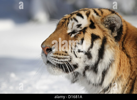 Sibirische Tiger (Panthera Tigris Altaica) Porträt im winter Stockfoto