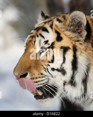 Sibirische Tiger (Panthera Tigris Altaica) Porträt im winter Stockfoto