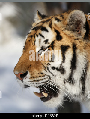 Sibirische Tiger (Panthera Tigris Altaica) Porträt im winter Stockfoto