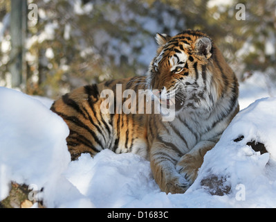 Sibirischer Tiger (Panthera Tigris Altaica) im winter Stockfoto