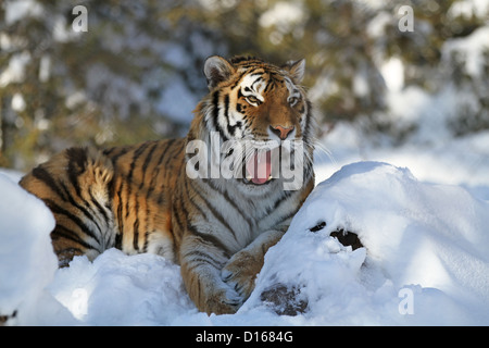 Sibirischer Tiger (Panthera Tigris Altaica) im Schnee. Stockfoto