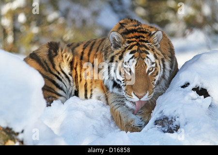 Sibirischer Tiger (Panthera Tigris Altaica) im winter Stockfoto