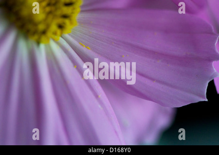 lila Cosmos Bipinnatus Schuss mit einer Nahlinse. Stockfoto