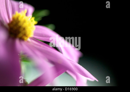 lila Cosmos Bipinnatus Schuss mit einer Nahlinse. Stockfoto