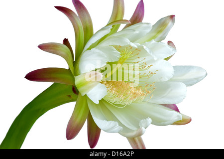 Blume des peruanischen Apple Kaktus (Cereus Peruviansis) Stockfoto