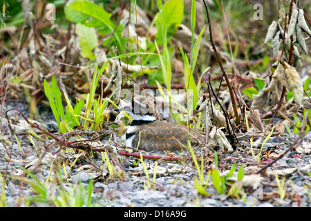 Killdeer Stockfoto