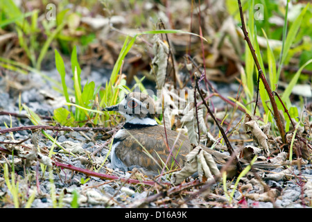 Killdeer Stockfoto