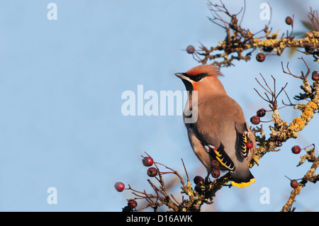 Seidenschwanz Bombycilla Garrulus thront auf Weissdorn Busch Stockfoto