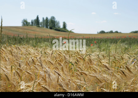 Grainfield, Feldberger Seenlandschaft, Landkreis Mecklenburgische Seenplatte, Mecklenburg-Vorpommern, Deutschland Stockfoto