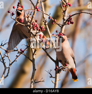 Paar von Seidenschwänzen Bombycilla Garrulus thront auf Weissdorn Busch Stockfoto