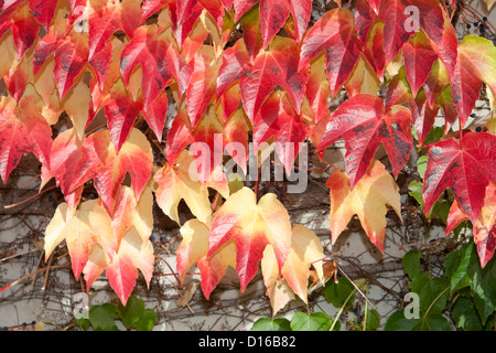 Japanische Schlingpflanze, Parthenocissus Tricuspidata, Feldberger Seenlandschaft, Mecklenburg-Vorpommern, Deutschland Stockfoto