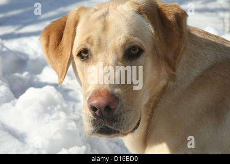 Labrador Retriever, Canis Lupus Familiaris, Feldberger Seenlandschaft, Feldberg, Mecklenburg-Vorpommern, Deutschland Stockfoto