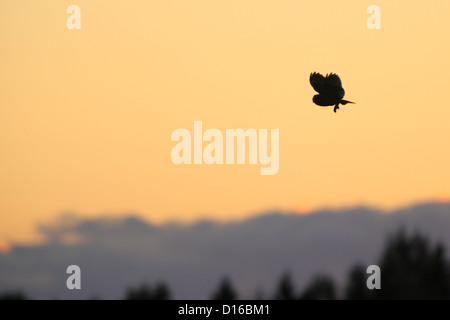 Lange Eared Eule fliegt mit Gefangenen Maus in die Klauen zurück zu verschachteln, um jungen zu füttern. Europa Stockfoto