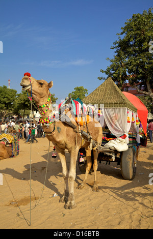 Ein Kamel auf die jährliche Pushkar fair in Rajasthan, Indien Stockfoto