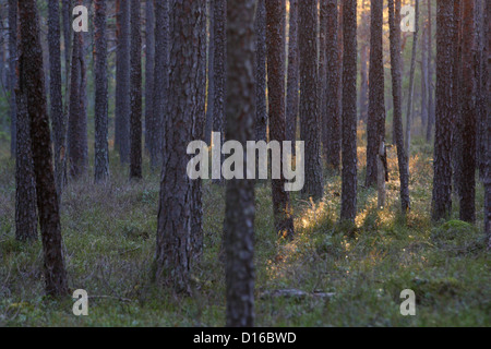 Alte Kiefern Wald, Europa, Estland. Stockfoto