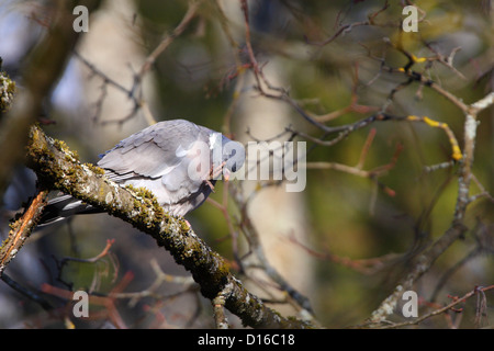 Woodpigeon (Columba Palumbus), Estland, Europa. Stockfoto