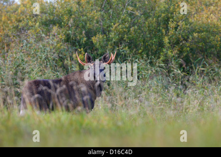 Stier Elch (Alces Alces) in den frühen Morgenstunden. Europa Stockfoto