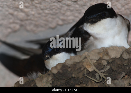 Die Mehlschwalbe (Delichon Urbica) paar auf Nest sitzen. Stockfoto