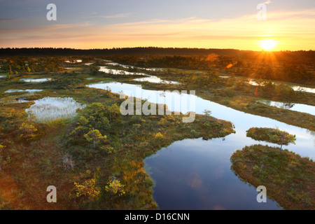 Männikjärve Moor, Endla Nature Reserve, Estland, Europa Stockfoto