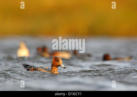 Pfeifenten (Anas Penelope), Europa Stockfoto