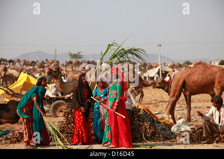 Zuckerrohrverkäufer auf der Pushkar-Messe, Rajasthan Stockfoto