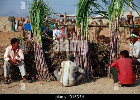 Zuckerrohrverkäufer auf der Pushkar-Messe Stockfoto