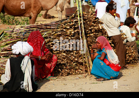 Zuckerrohr Verkäufer bei Pushkar Fair Stockfoto