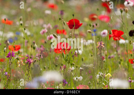 Ein Feld von wilden Blumen Stockfoto