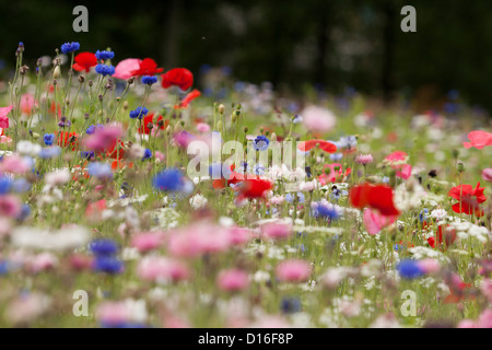 Ein Feld von wilden Blumen